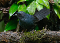 Slaty Bristlefront on São Paulo Antwren Quest - Mogi das Cruzes & Itaberaba with Luciano Bernardes