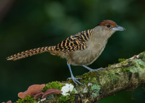 Giant Antshrike on São Paulo Antwren Quest - Mogi das Cruzes & Itaberaba with Luciano Bernardes