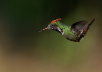 Frilled Coquette on Hummingbirds & Wetlands - Monte Alegre & Tanquã with Luciano Bernardes