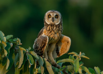 Short-eared Owl on Hummingbirds & Wetlands - Monte Alegre & Tanquã with Luciano Bernardes