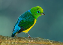 Blue-naped Chlorophonia on Serra da Cantareira - Colorful Birds with Luciano Bernardes