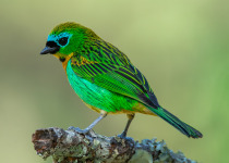 Brassy-breasted Tanager on Serra da Cantareira - Colorful Birds with Luciano Bernardes