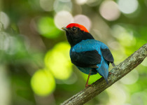 Swallow-tailed Manakin on Serra da Cantareira - Colorful Birds with Luciano Bernardes