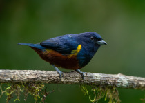 Chestnut-bellied Euphonia on Serra da Cantareira - Colorful Birds with Luciano Bernardes