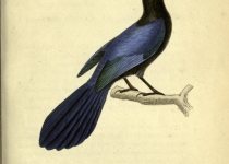 San Blas Birding Day Trip