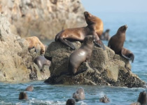 Ballestas Islands Shorebird and Seabird Birding