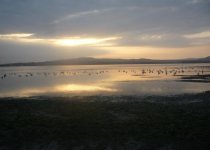 Paracas National Reserve Shorebird Birding