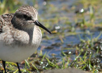 Andean birding photo