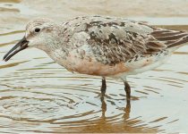 Ica birding photo