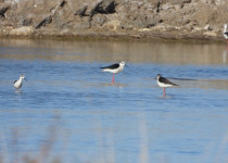 Birding Languedoc Guided Day Trips