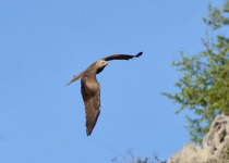 Birding Languedoc Private Birding Guiding