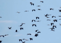 White Stork migration