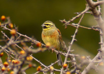 Cirl Bunting
