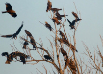 Black Kites