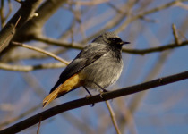 Black Redstart