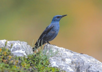 Blue Rock-thrush