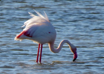 Greater Flamingo