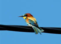 European Bee-eater