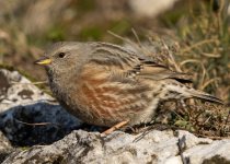 Birding photograph by Richard Schnürmacher: 1+3. Alpine Accentor