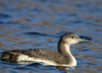 Birding photograph by Richard Schnürmacher: 1+3. Arctic Loon