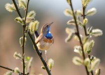 Birding photograph by Richard Schnürmacher: 1+3. Bluethroat