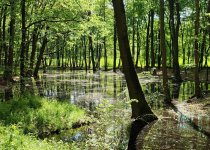 Birding photograph by Richard Schnürmacher: 1+3. Floodplain forest