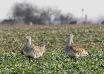 Birding photograph by Richard Schnürmacher: 1+3. Great Bustard