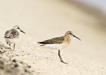 Birding photograph by Richard Schnürmacher: 1+3. Sanderling & Curlew Sandpiper