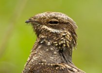 Birding photograph by Richard Schnürmacher: 2+3. Nightjar head