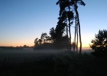 Birding photograph by Richard Schnürmacher: 2. Nightjar habitat 1