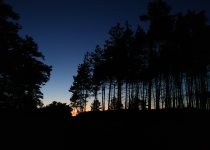 Birding photograph by Richard Schnürmacher: 2. Nightjar habitat 2