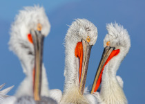 Birding around Bourgas: Day Tours