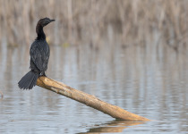 pygmy-cormorant-birding-trip-Greece-Iordan-Hristov-0429.jpg