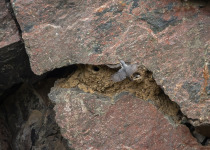rock-nuthatch-birding-trip-Greece-Iordan-Hristov-9452.jpg