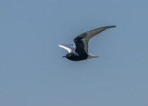 White-winged-black-tern-slow-birding-trip-Greece-Iordan-Hristov-9259.jpg