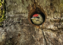 Grey-headed-woodpecker-birding-Northern-Greece-Iordan-Hristov-8507.jpg