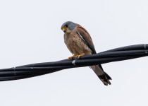 Lesser-Kestrel-birding-Northern-Greece-Iordan-Hristov-8561.jpg