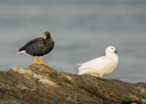 The Wild South: Forest & Coastal Birding