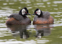 The Wild South: Forest & Coastal Birding