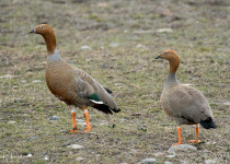 The Wild South: Forest & Coastal Birding