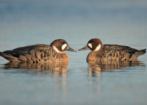 The Wild South: Forest & Coastal Birding