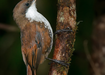 The Wild South: Forest & Coastal Birding