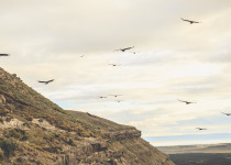 Magellanic Plover and the Andean Condor