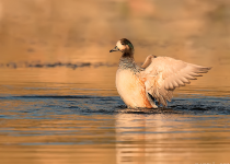 Magellanic Plover and the Andean Condor