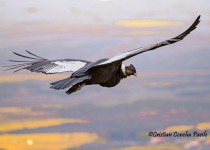 Magellanic Plover and the Andean Condor