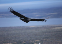 Magellanic Plover and the Andean Condor