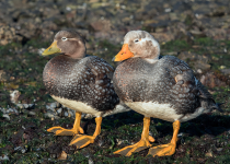 Magellanic Plover and the Andean Condor