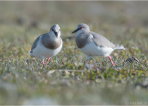 Magellanic Plover and the Andean Condor