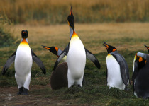 King Penguin Colony and Birding the Steppes of Tierra del Fuego