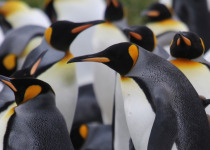 King Penguin Colony and Birding the Steppes of Tierra del Fuego